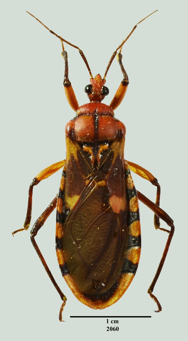 Incaper - Hemiptera: Reduviidae